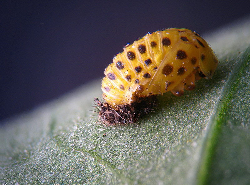 Coccinellidae:   Psyllobora vigintiduopunctata